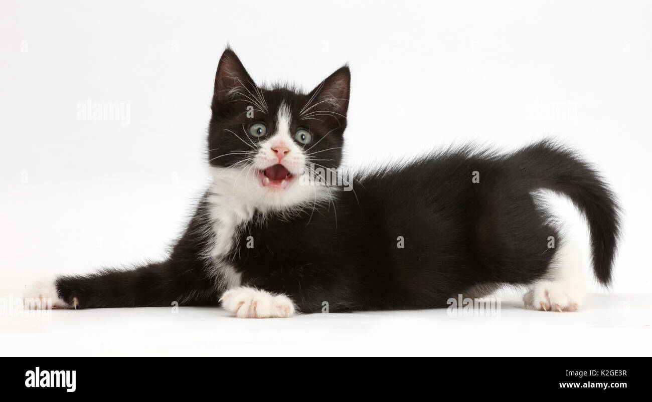 Schwarz-weiße Katze, Solo, 7 Wochen, in spielerischen Haltung liegt. Stockfoto