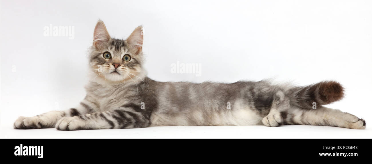 Silber Tabby kitten, Loki, Alter 3 Monate, Lügen sich ausbreiten und und entspannend. Stockfoto