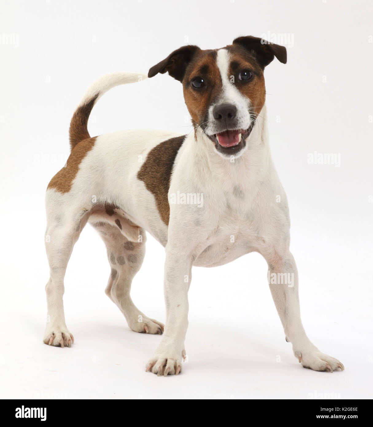 Jack Russell Terrier Hund. Stockfoto