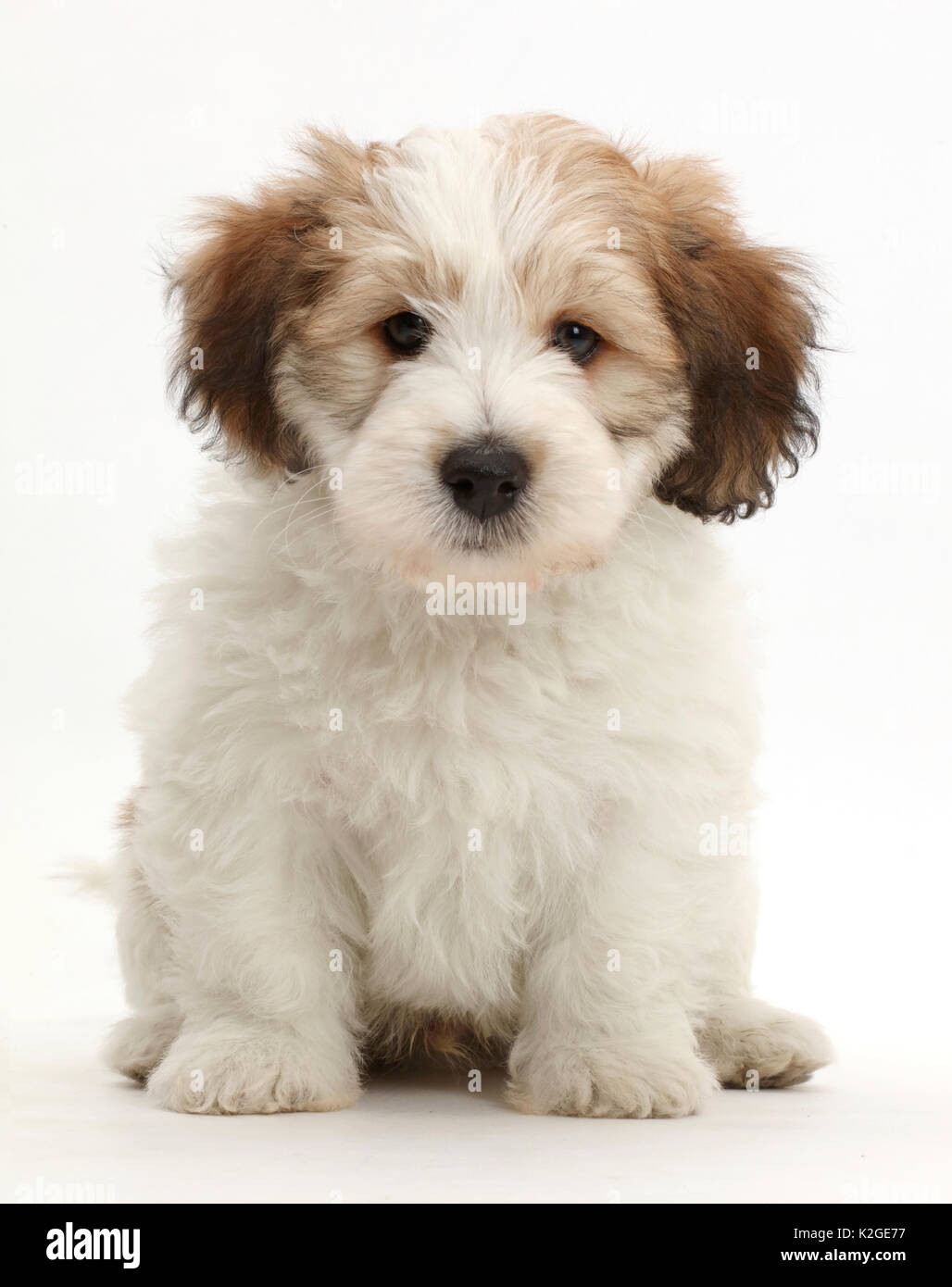 Jack Russell x Bichon Welpen sitzen. Stockfoto