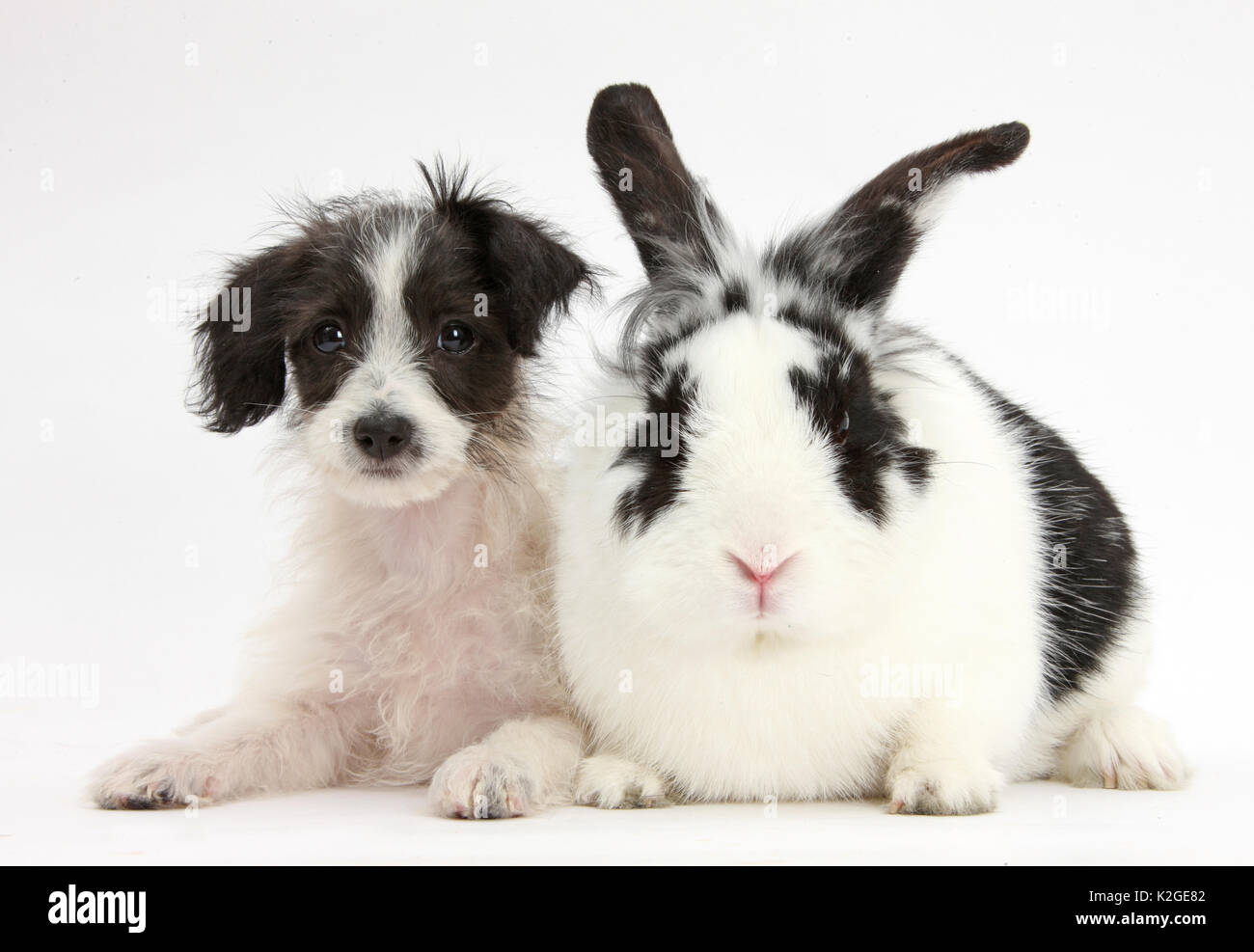 Schwarz-weiß-jack-a-poo, Jack Russell kreuz Pudel Welpen Alter 8 Wochen, mit schwarzen und weißen Kaninchen. Stockfoto