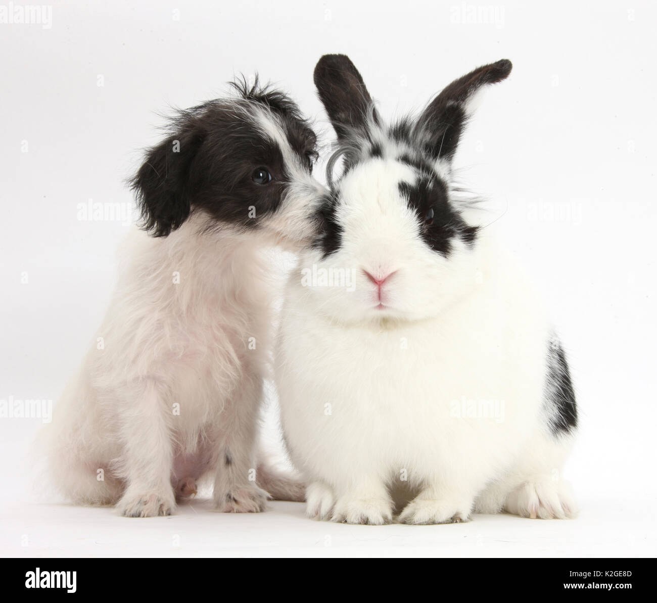 Schwarz-weiß-Jack-a-poo, Jack Russell kreuz Pudel hund welpe, 8 Wochen alt, und schwarze und weiße Kaninchen. Stockfoto