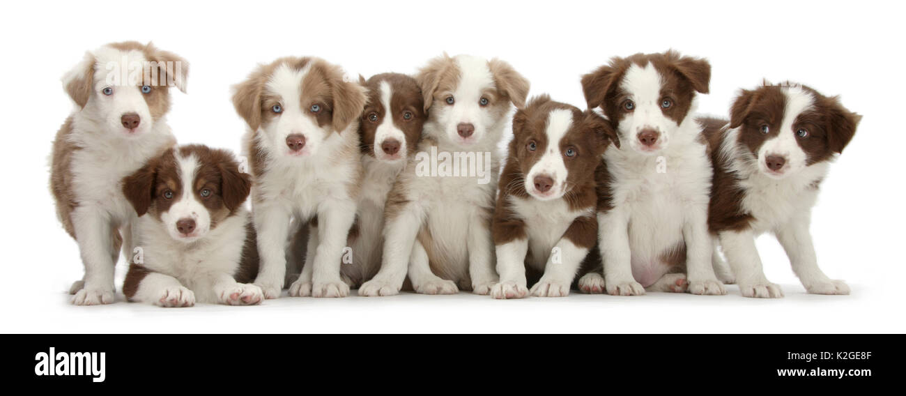 Gruppe von chocolate und lilac Border Collie Welpen. Stockfoto