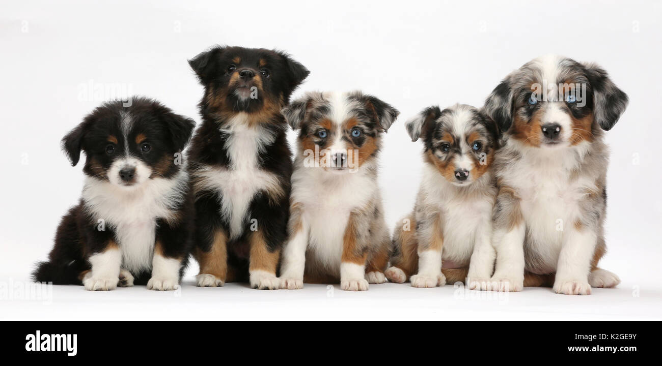 Fünf Miniatur American shepherd Welpen, Alter 7 Wochen in einer Reihe sitzen. Stockfoto