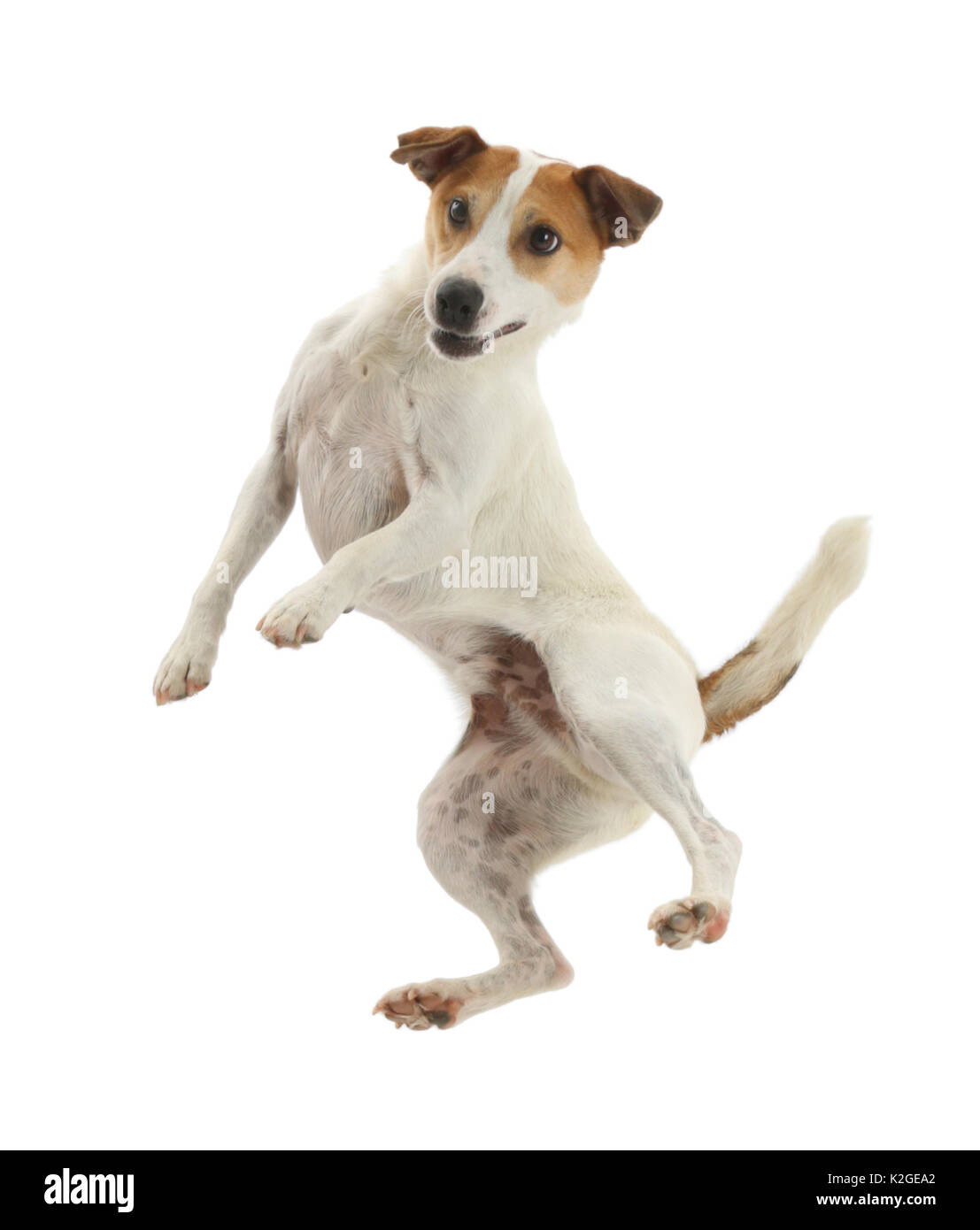 Jack Russell Terrier, Milo, Alter 5 Jahre, hoch in die Luft springen. Stockfoto