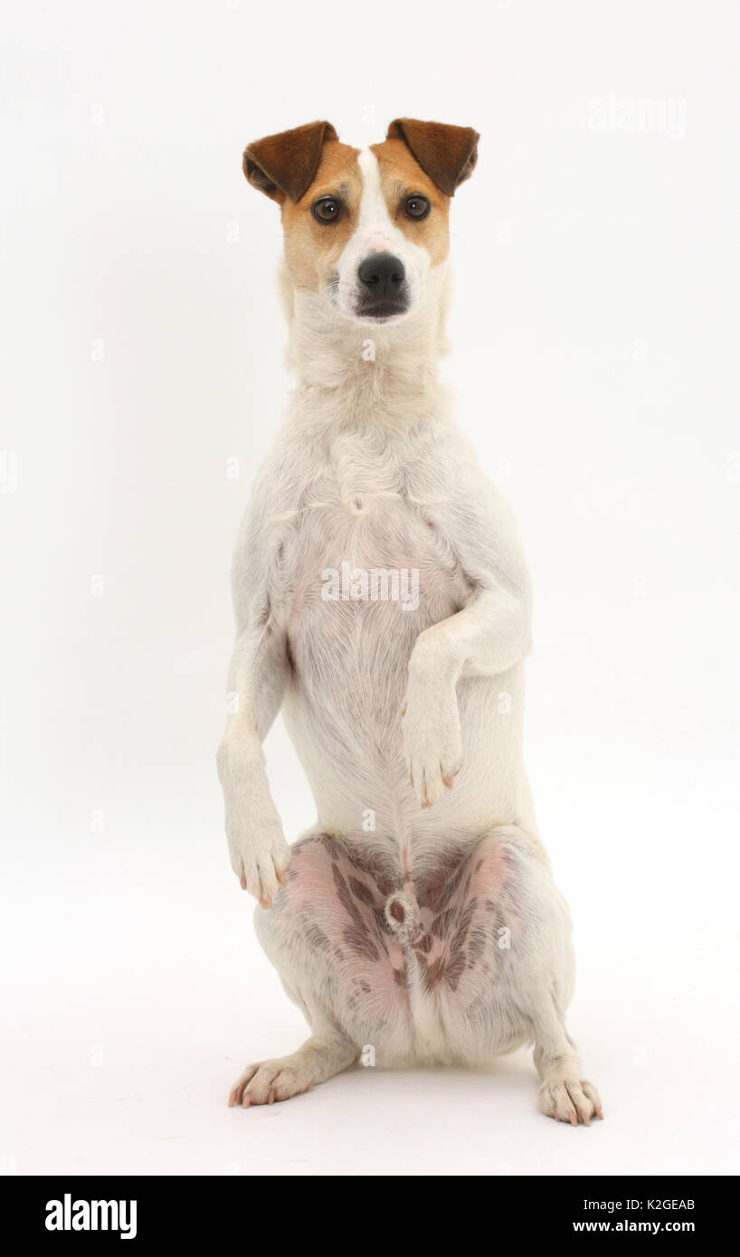 Jack Russell Terrier, Milo, Alter 5 Jahre, sitzen und betteln. Stockfoto