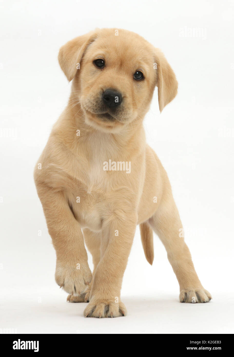 Gelben Labrador Retriever Welpen, Alter 8 Wochen, stehend mit erhobenen Pfote. Stockfoto