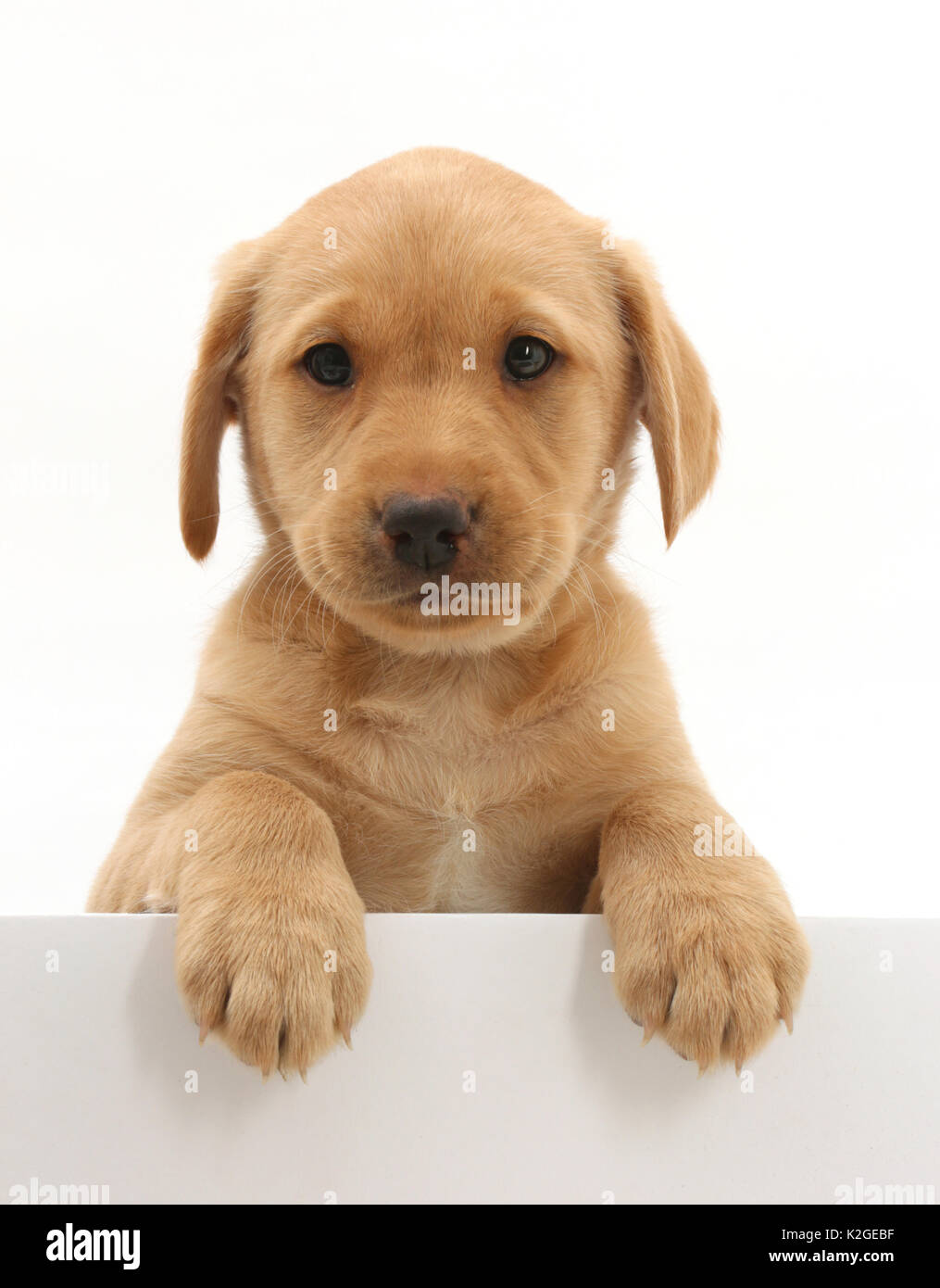 Gelbe Labrador Welpe Alter 8 Wochen Mit Den Pfoten Auf Weisse Trennwand Stockfotografie Alamy
