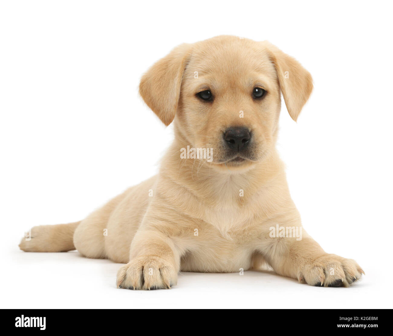 Gelben Labrador Retriever Welpen, Alter 9 Wochen, mit dem Kopf nach oben liegen. Stockfoto Gelben Labrador Retriever Welpen, Alter 9 Wochen, mit dem Kopf nach oben liegen. Stockfoto