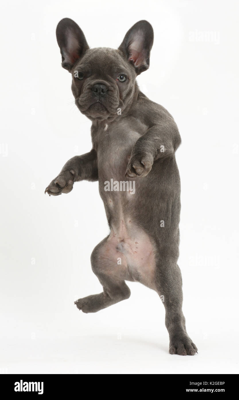 Französische Bulldogge springt. Stockfoto