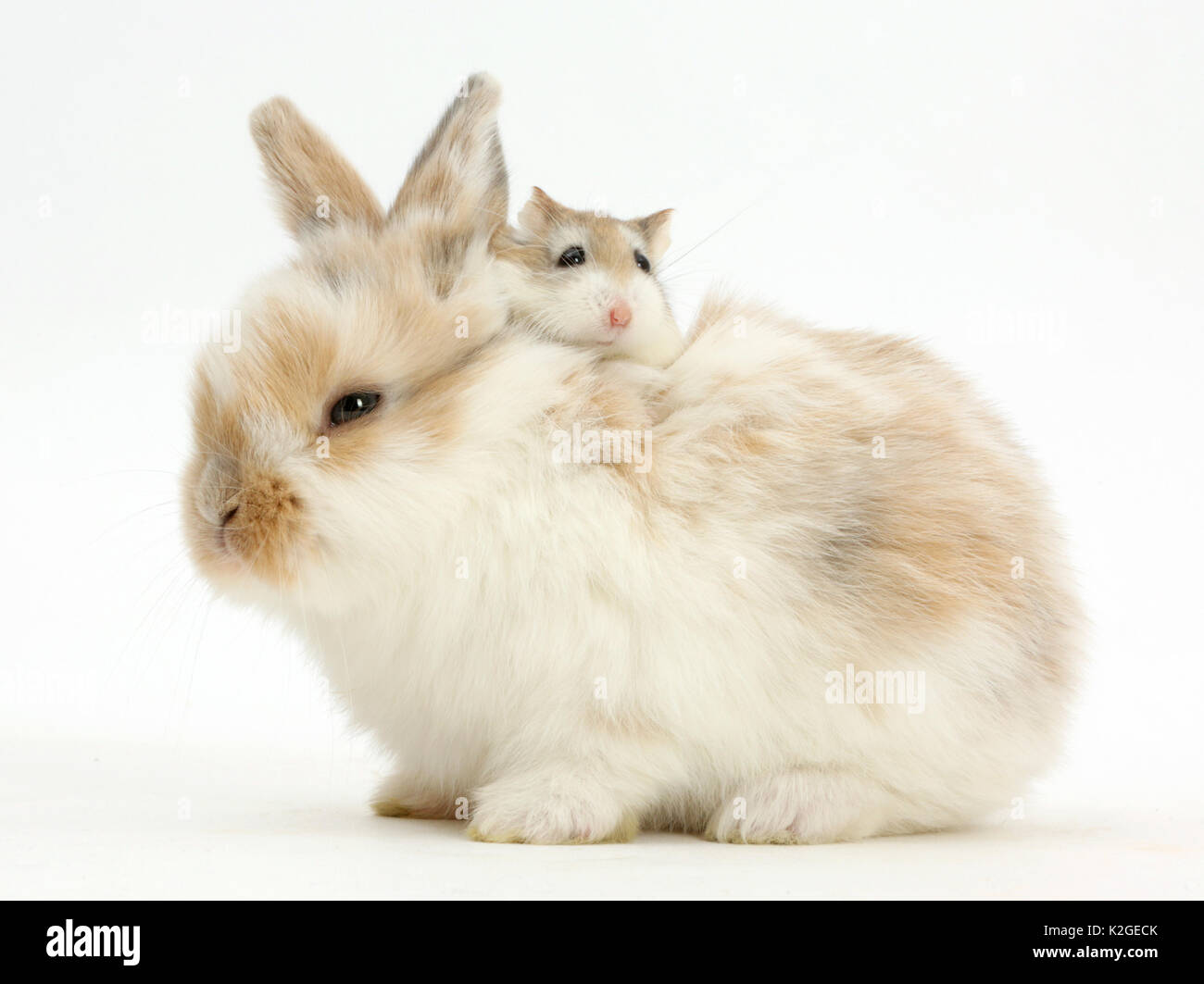 Junge Kaninchen mit roborovski Zwerghamster Reiten auf der Rückseite. Stockfoto