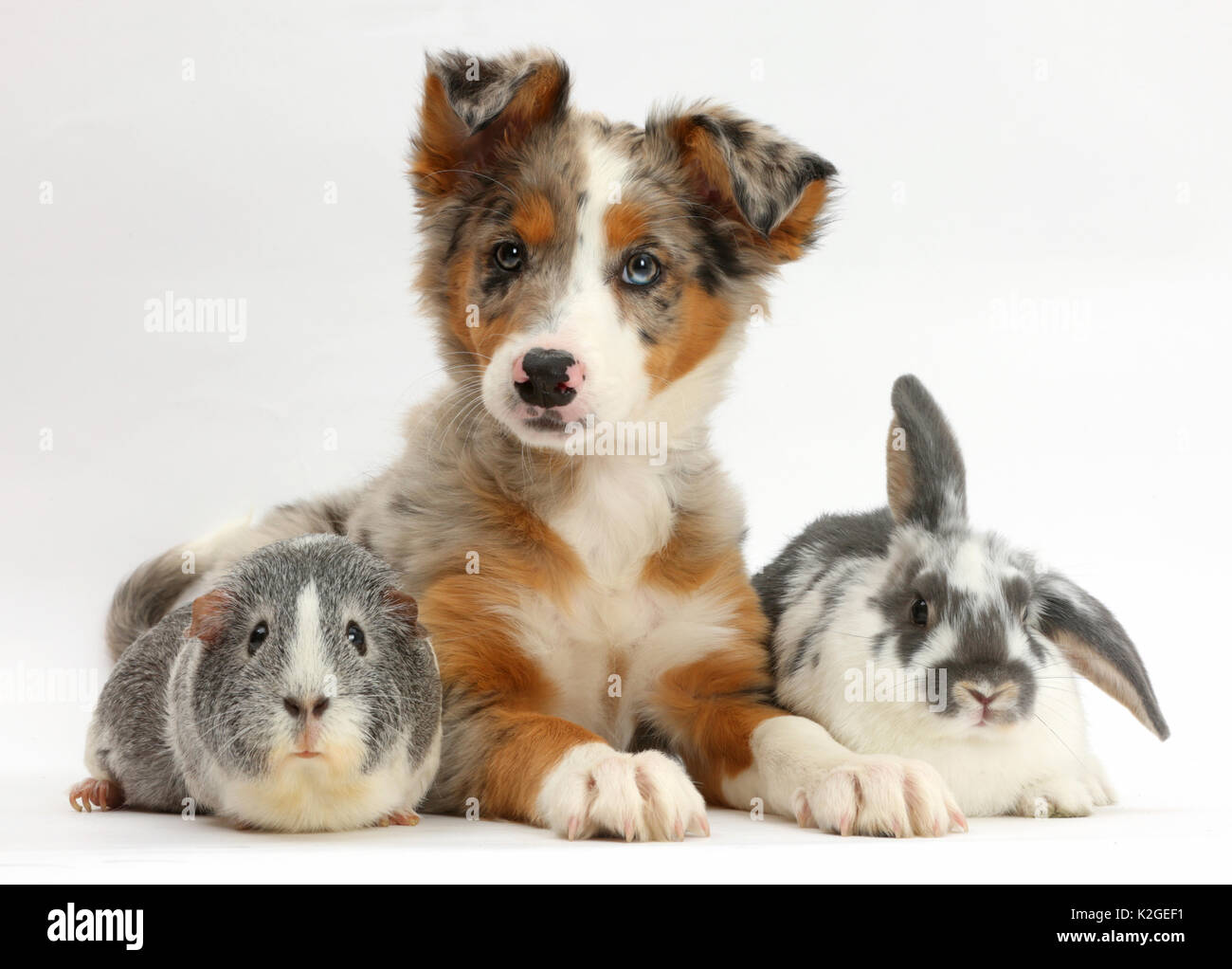 Tricolor merle Collie Welpen, Indie, im Alter von 10 Wochen, mit Meerschweinchen und Kaninchen. Stockfoto