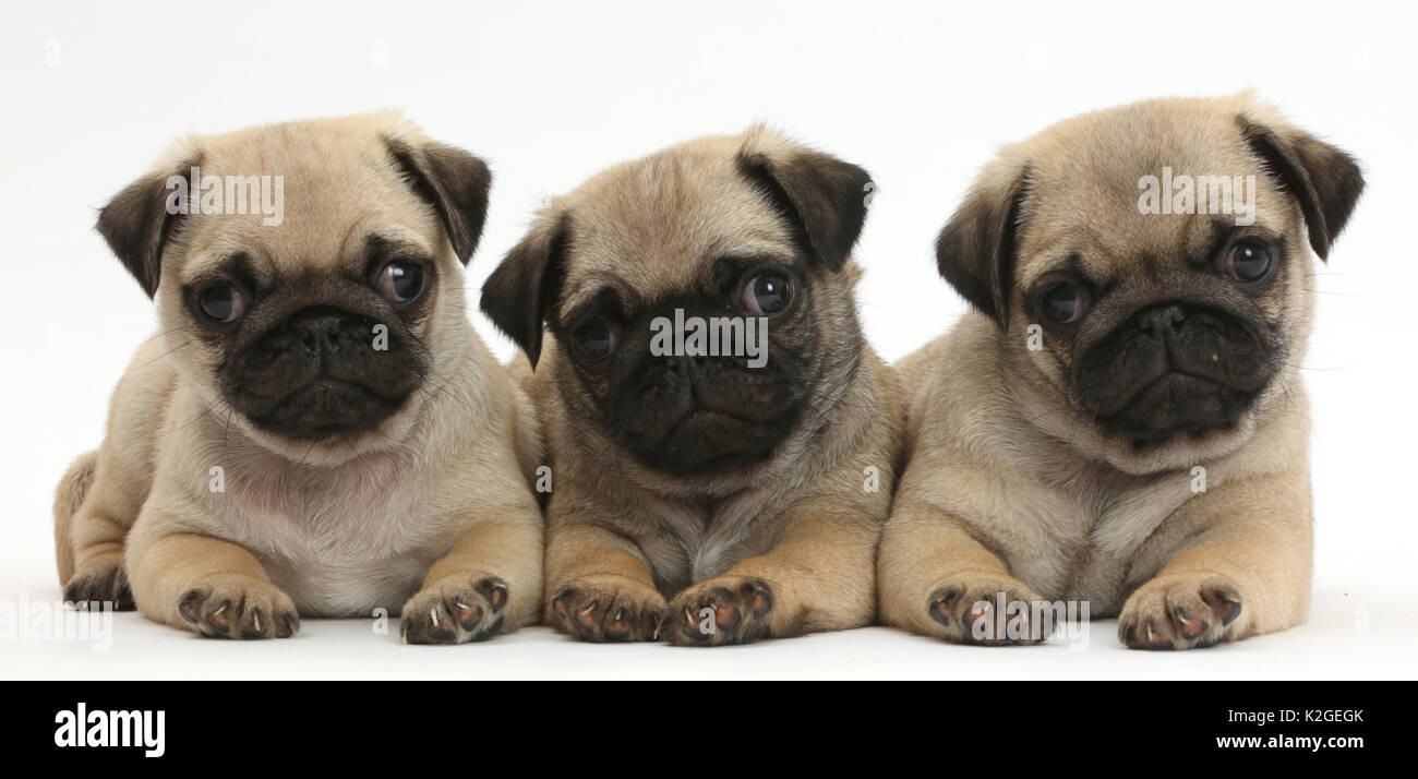 Drei Mops Welpen in einer Reihe. Stockfoto