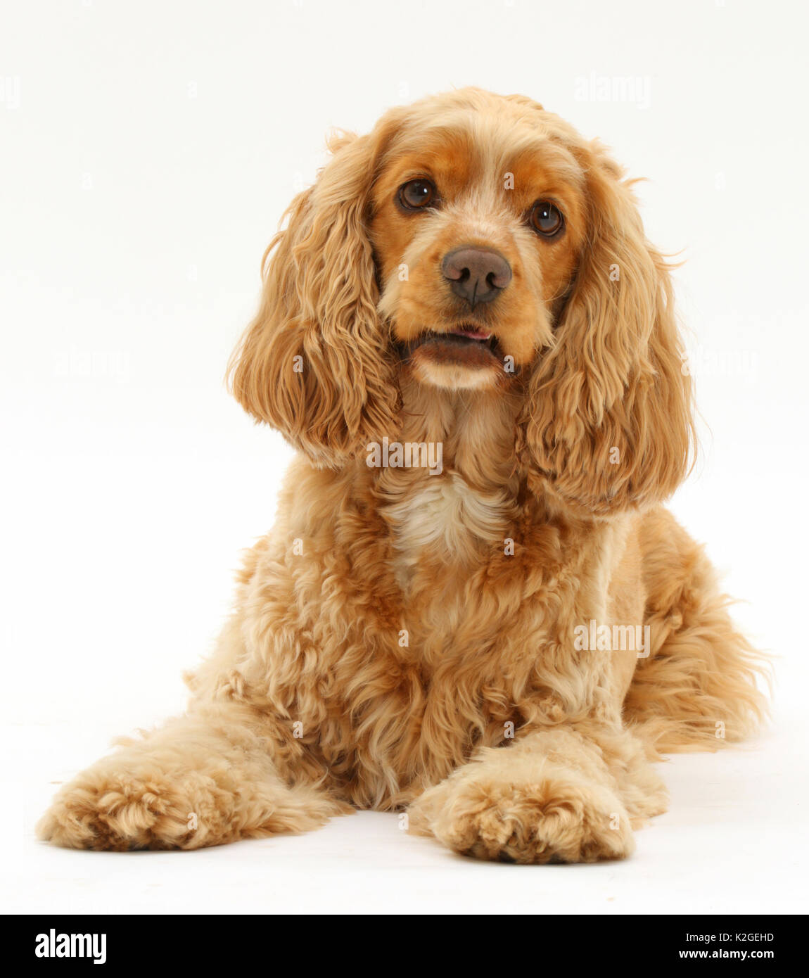 Golden Cocker Spaniel hund, Henry, Alter 3 Jahre. Stockfoto