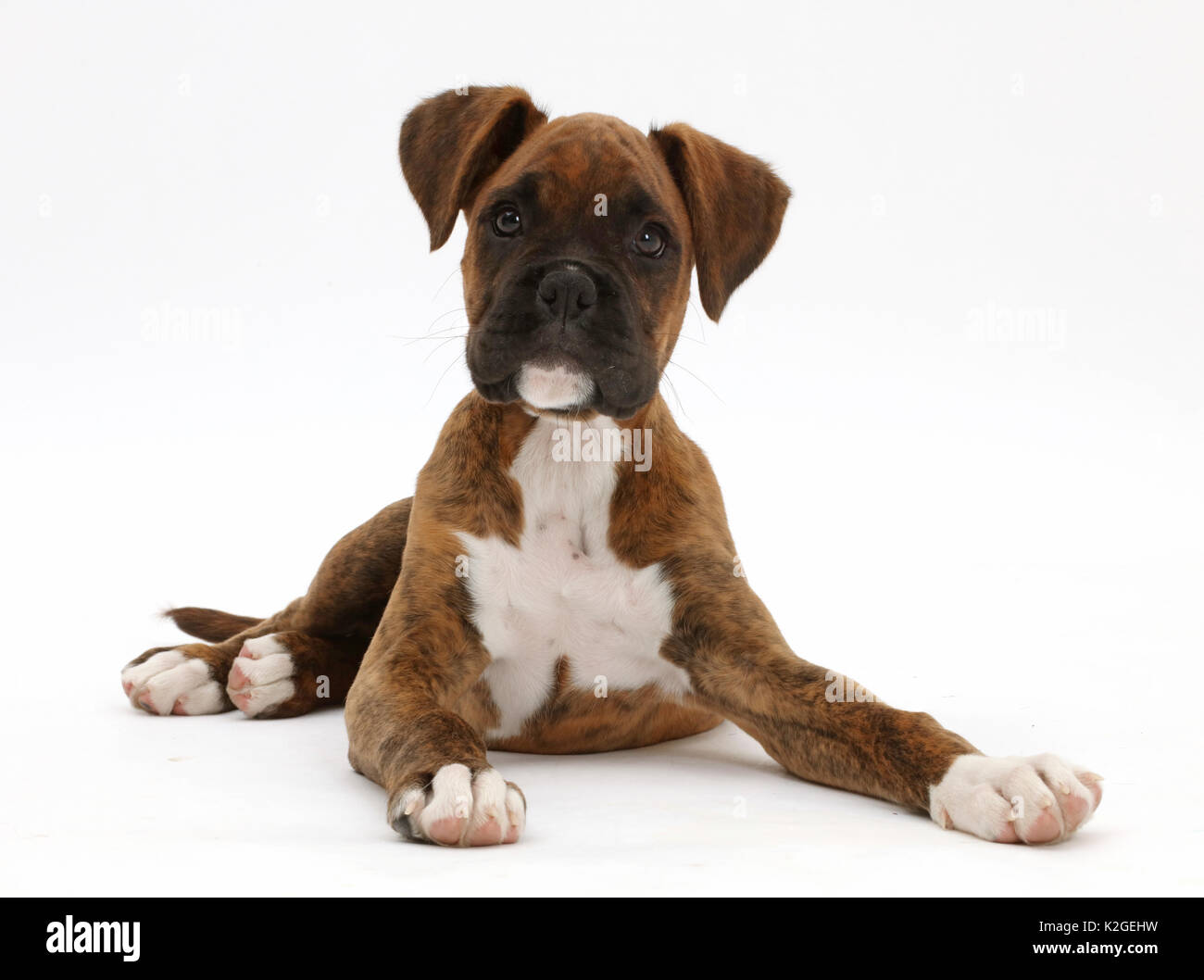 Gestromte Boxer Welpen sitzen suchen. Stockfoto