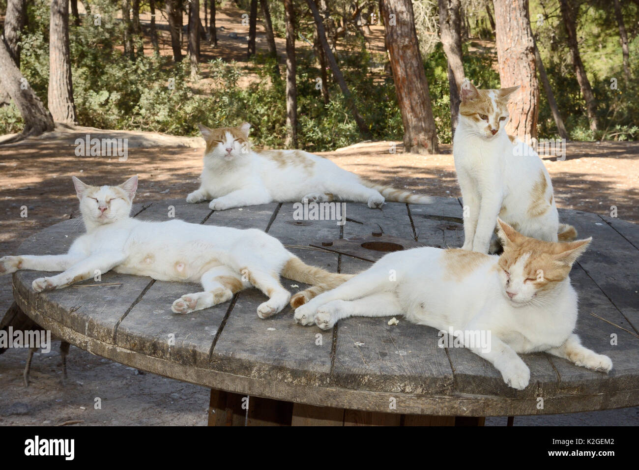Verwilderte Hauskatzen (Felis catus) ruht auf einem alten Kabeltrommel in einer Waldlichtung, Plaka, Kos, Dodekanes, Griechenland, August. Stockfoto