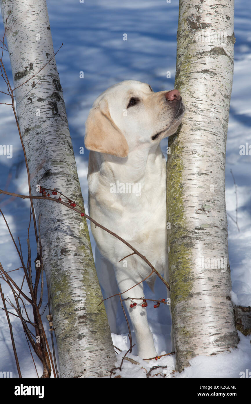 Gelbe Labrador Retriever in fallenden Schnee, Clinton, Connecticut, USA (KA, PG) Stockfoto