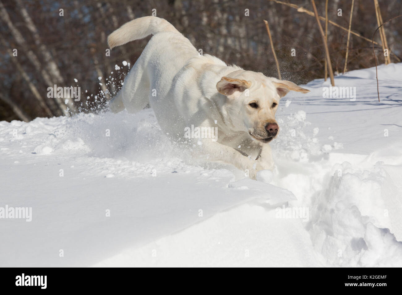 Gelbe Labrador Retriever im frischen Schnee vor dem Hintergrund der Birken, Clinton, Connecticut, USA Stockfoto