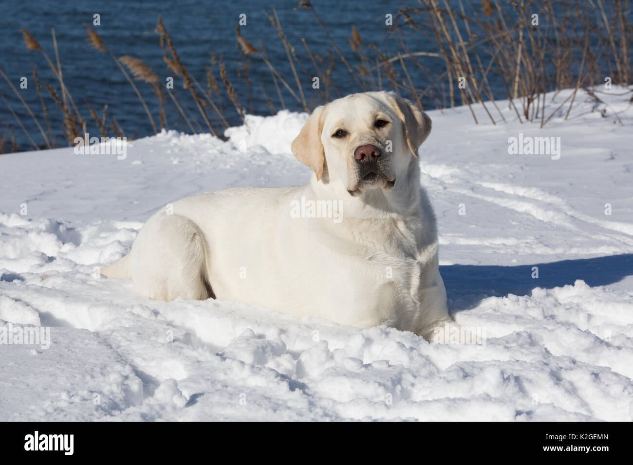 Gelbe Labrador Retriever in frischem Schnee, Clinton, Connecticut, USA Stockfoto