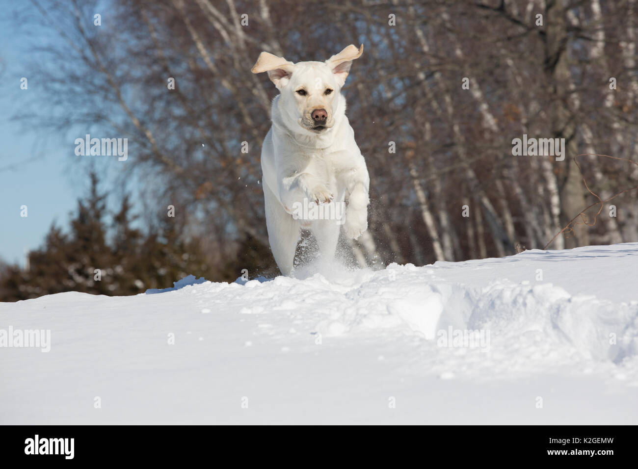 Gelbe Labrador Retriever im frischen Schnee vor dem Hintergrund der Birken, Clinton, Connecticut, USA Stockfoto