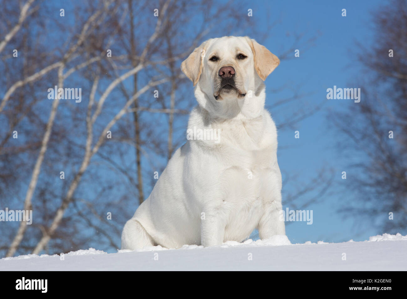 Gelbe Labrador Retriever sitzen im frischen Schnee, Clinton, Connecticut, USA Stockfoto