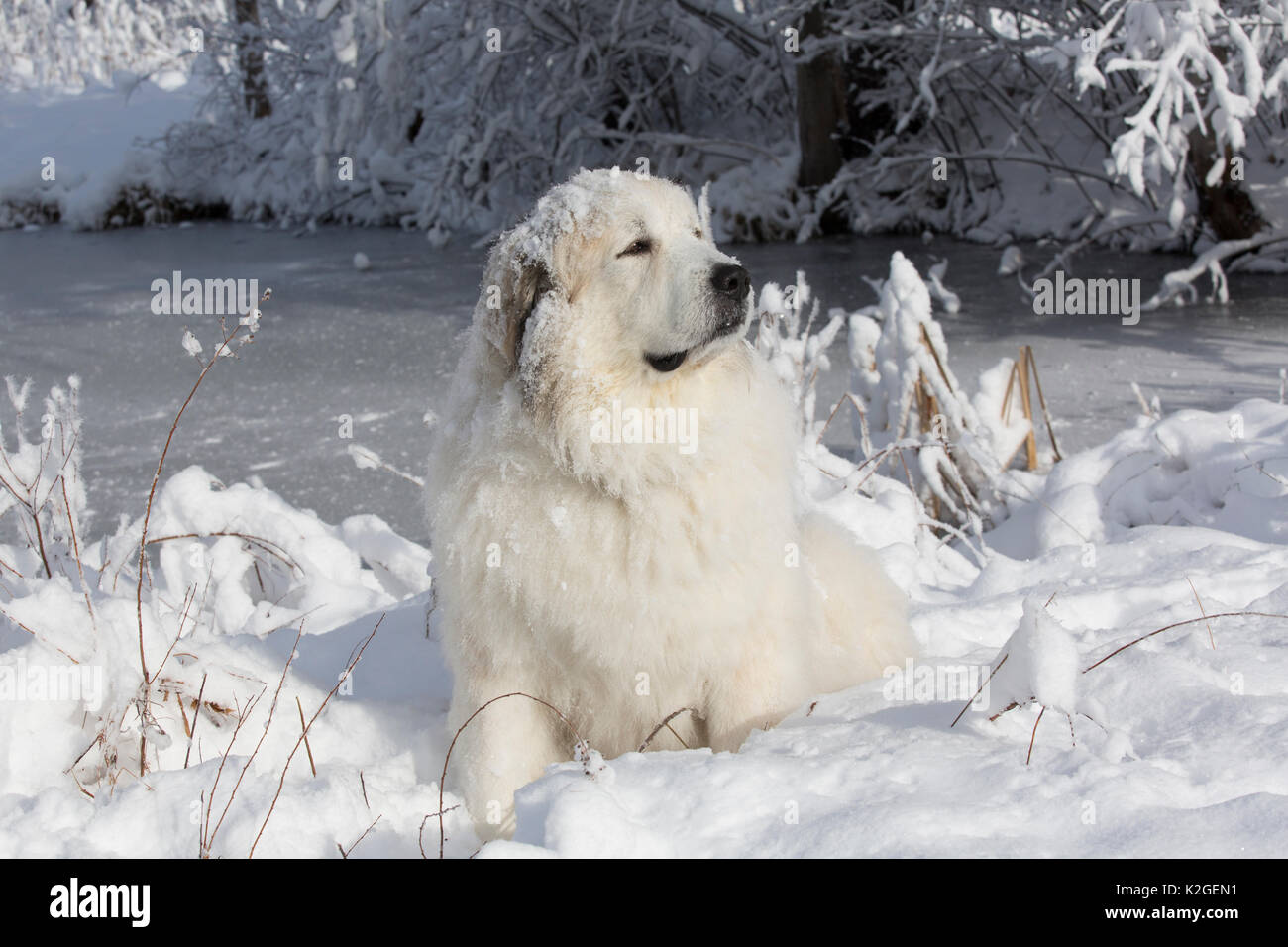 Männliche große Pyrenäen Hund im Schnee, Littleton, Massachusetts, USA Stockfoto