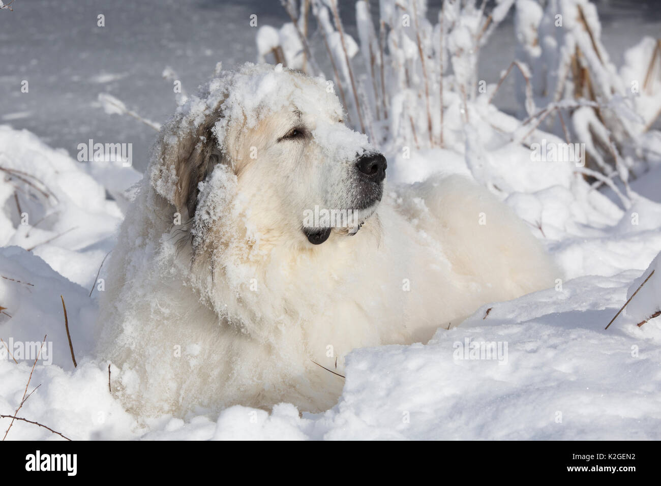 Männliche große Pyrenäen Hund im Schnee, Littleton, Massachusetts, USA Stockfoto