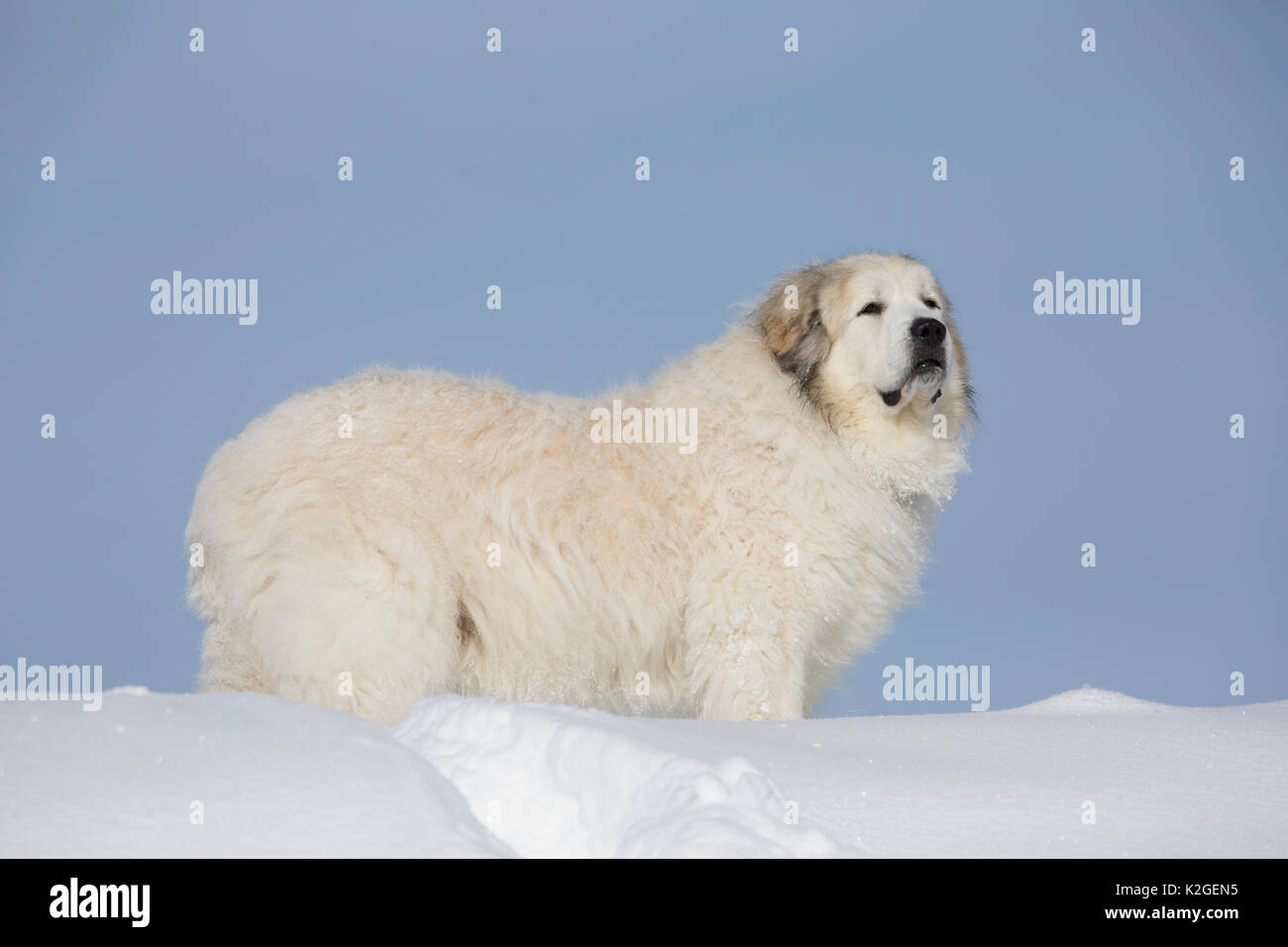 Männliche große Pyrenäen Hund im Schnee, Littleton, Massachusetts, USA Stockfoto