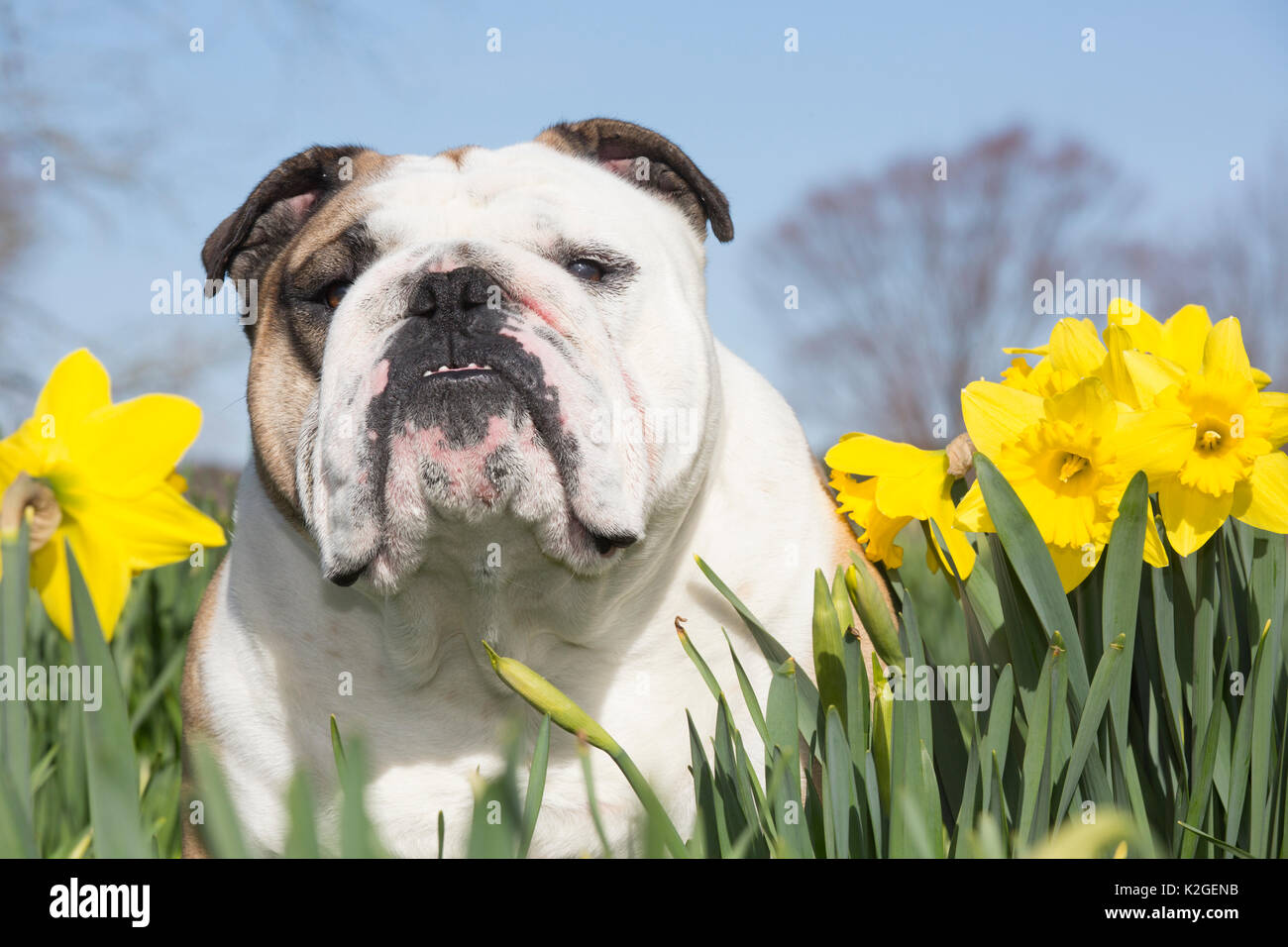 Englische Bulldogge in Narzissen, Waterford, Connecticut, USA Stockfoto