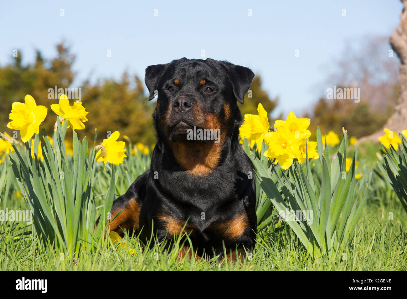 Rottweiler in Narzissen und grünes Gras, Waterford, Connecticut, USA Stockfoto