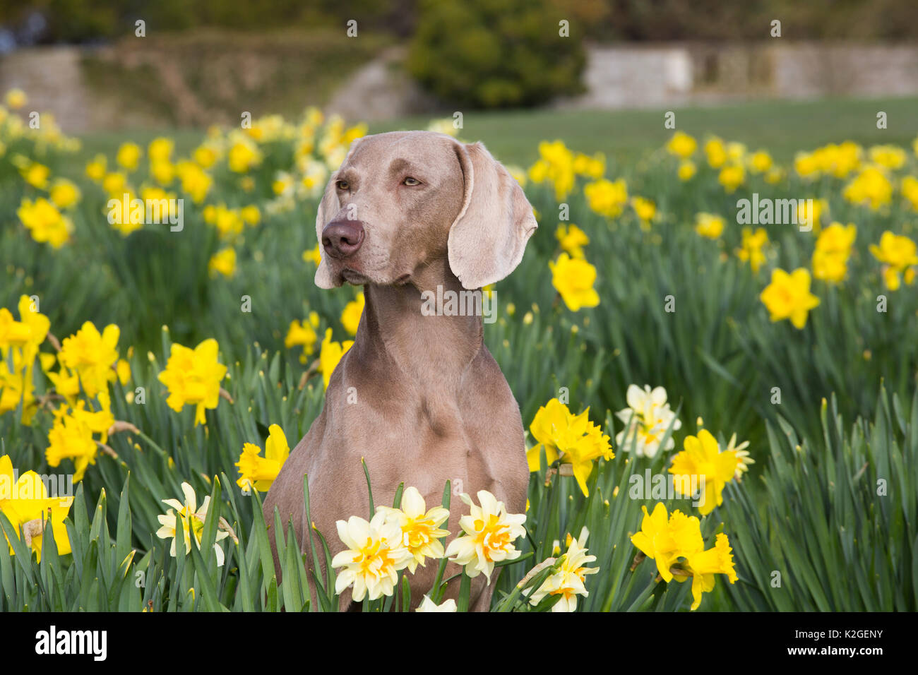 Weibliche reinrassige Weimaraner sitzen unter Narzissen Anfang Mai, Waterford, Connecticut, USA Stockfoto