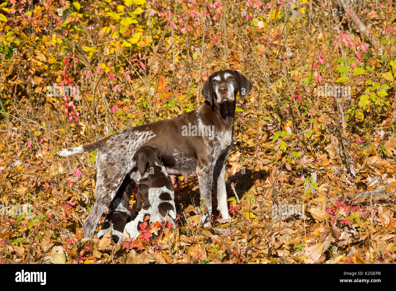 Deutsch Kurzhaar Pointer Welpen Pflege, Butterfische, Connecticut, USA Stockfoto