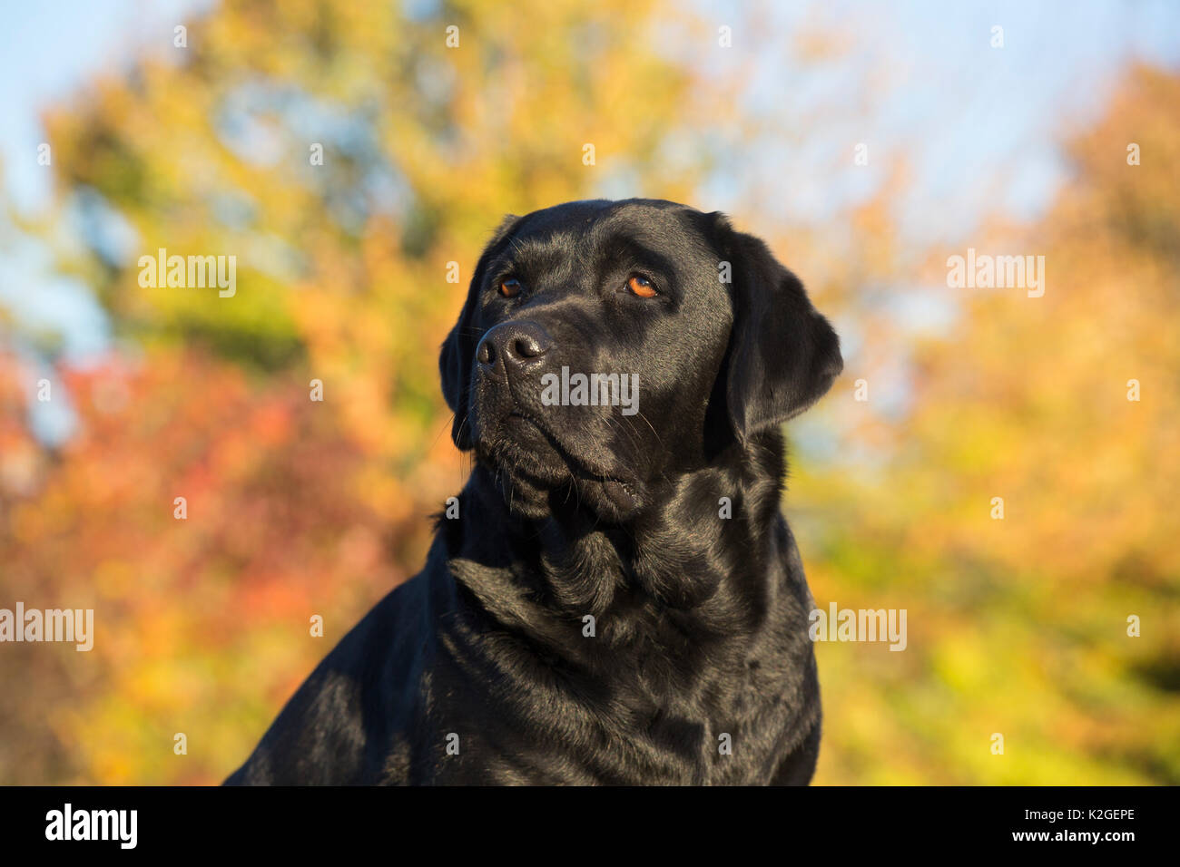 Schwarzer Labrador Retriever im Herbst, Colchester, Connecticut, USA Stockfoto