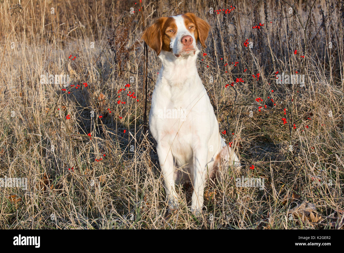 Bretagne Hund auf eisige Gras von swale Ende November, Canterbury, Connecticut, USA Stockfoto