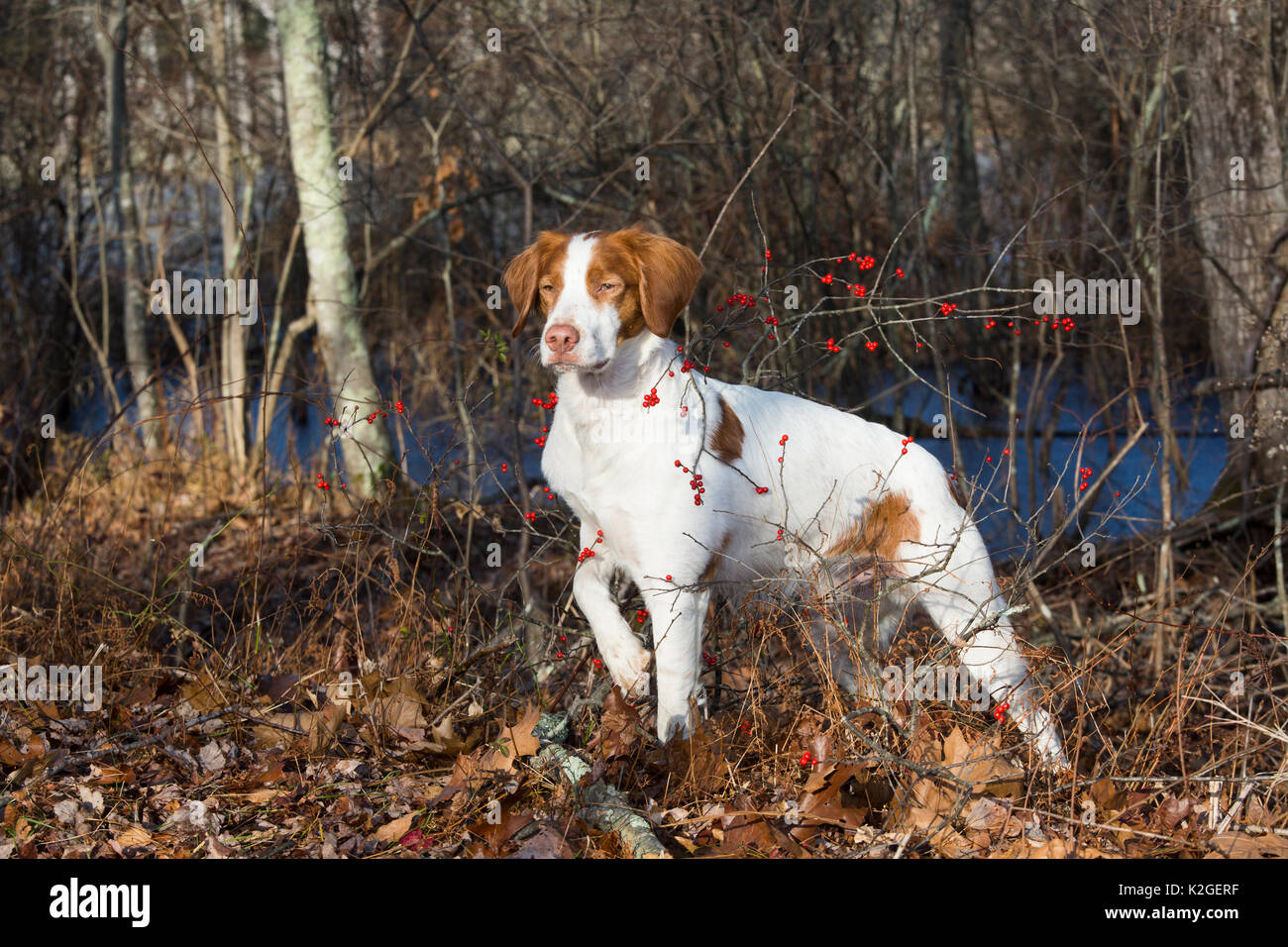 Bretagne Hund am Waldrand im späten November, Canterbury, Connecticut, USA Stockfoto