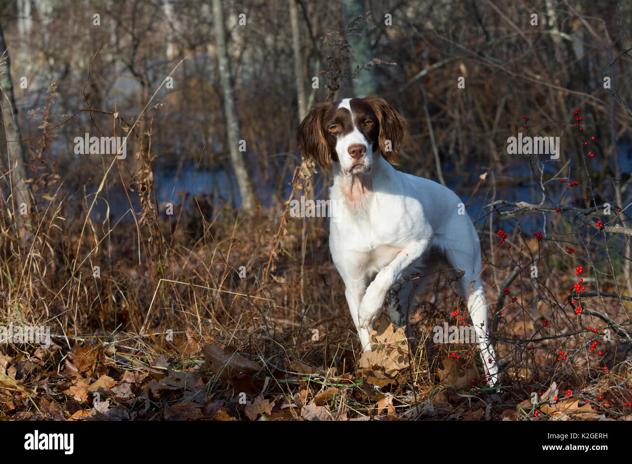 Bretagne Hund am Waldrand im späten November, Canterbury, Connecticut, USA Stockfoto