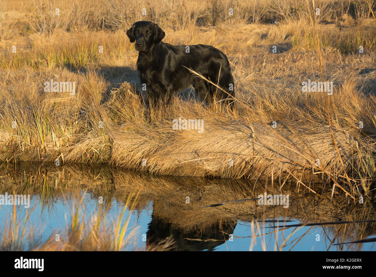 Flat-Coated Retriever in Salt Marsh, Madison, Connecticut, USA Stockfoto