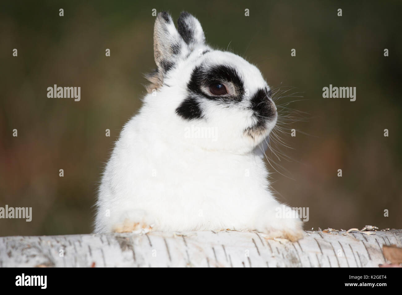 Netherland Dwarf Rabbit auf Papier Birke mit Eichenlaub, Newington, Connecticut, USA anmelden Stockfoto