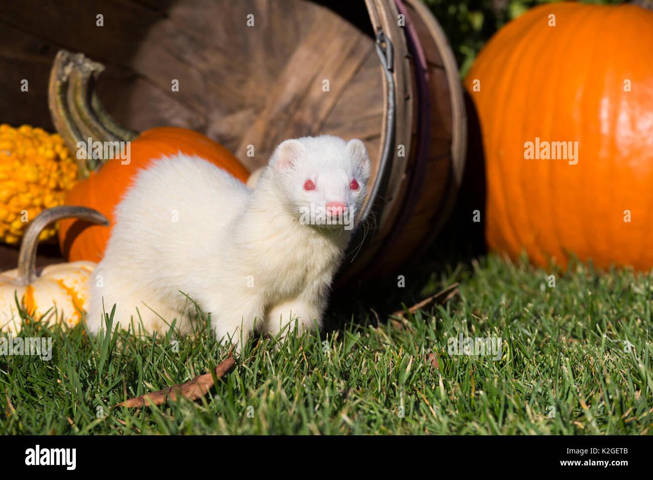 Albino Frettchen in Korb, Norwich, Connecticut, USA Stockfoto