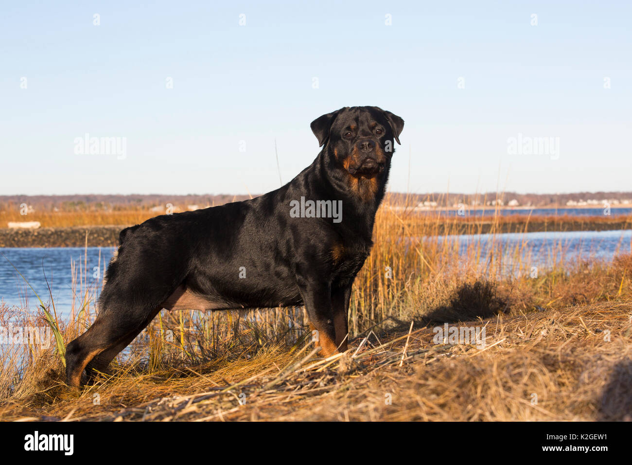 Rottweiler in Salzwiesen durch Tidal River, Madison, Connecticut, USA Stockfoto