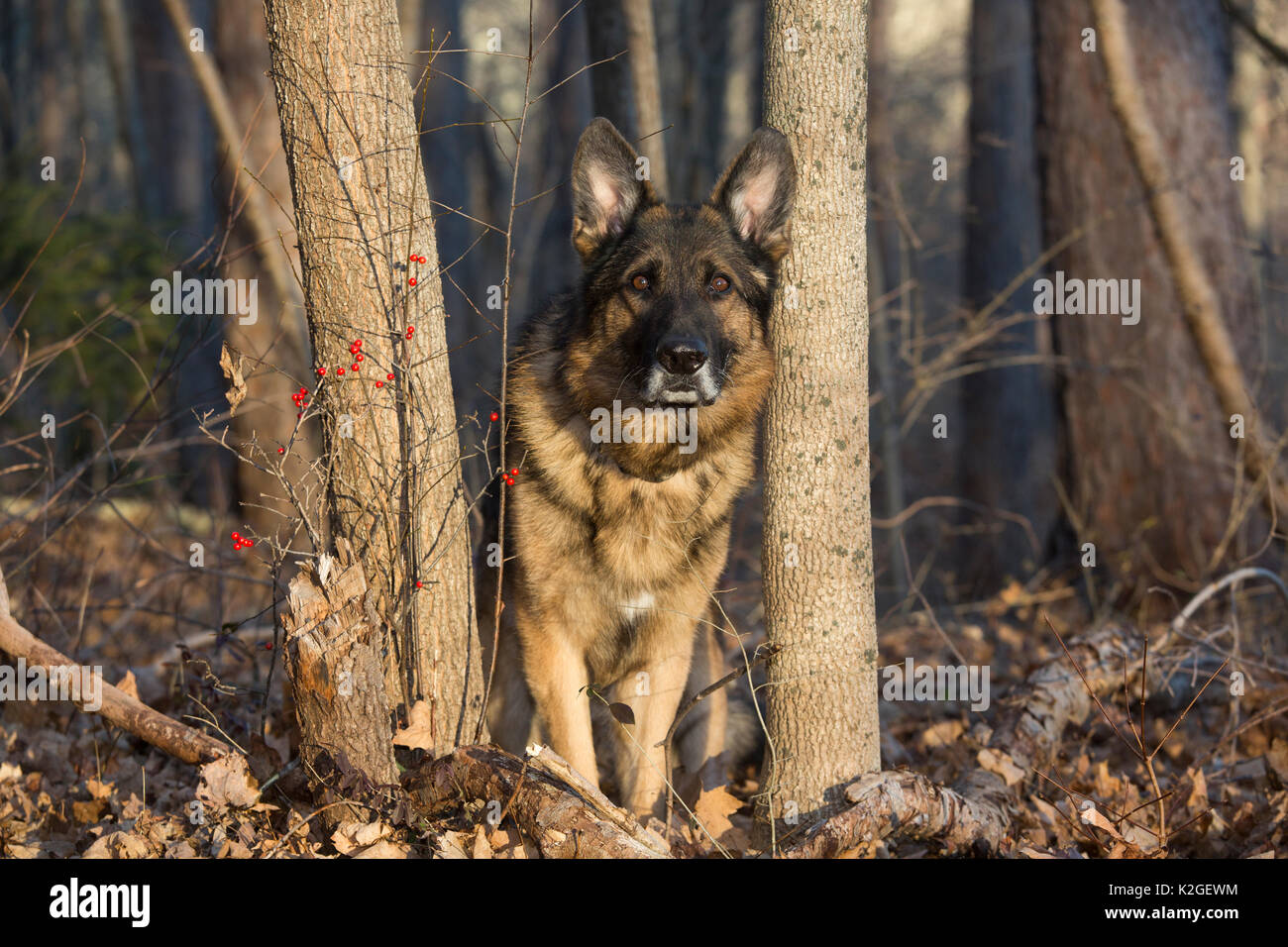 Deutscher Schäferhund im Winter Holz, Tolland, Connecticut, USA Stockfoto