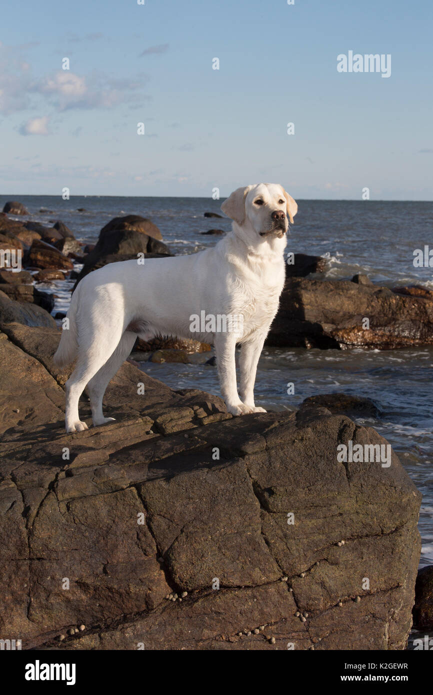 Gelbe Labrador Retriever auf felsigen Küste, Madison, Connecticut, USA Stockfoto