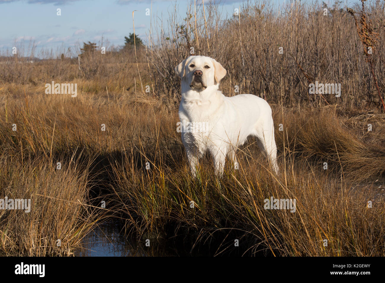 Gelbe Labrador Retriever in Salt Marsh, Madison, Connecticut, USA Stockfoto