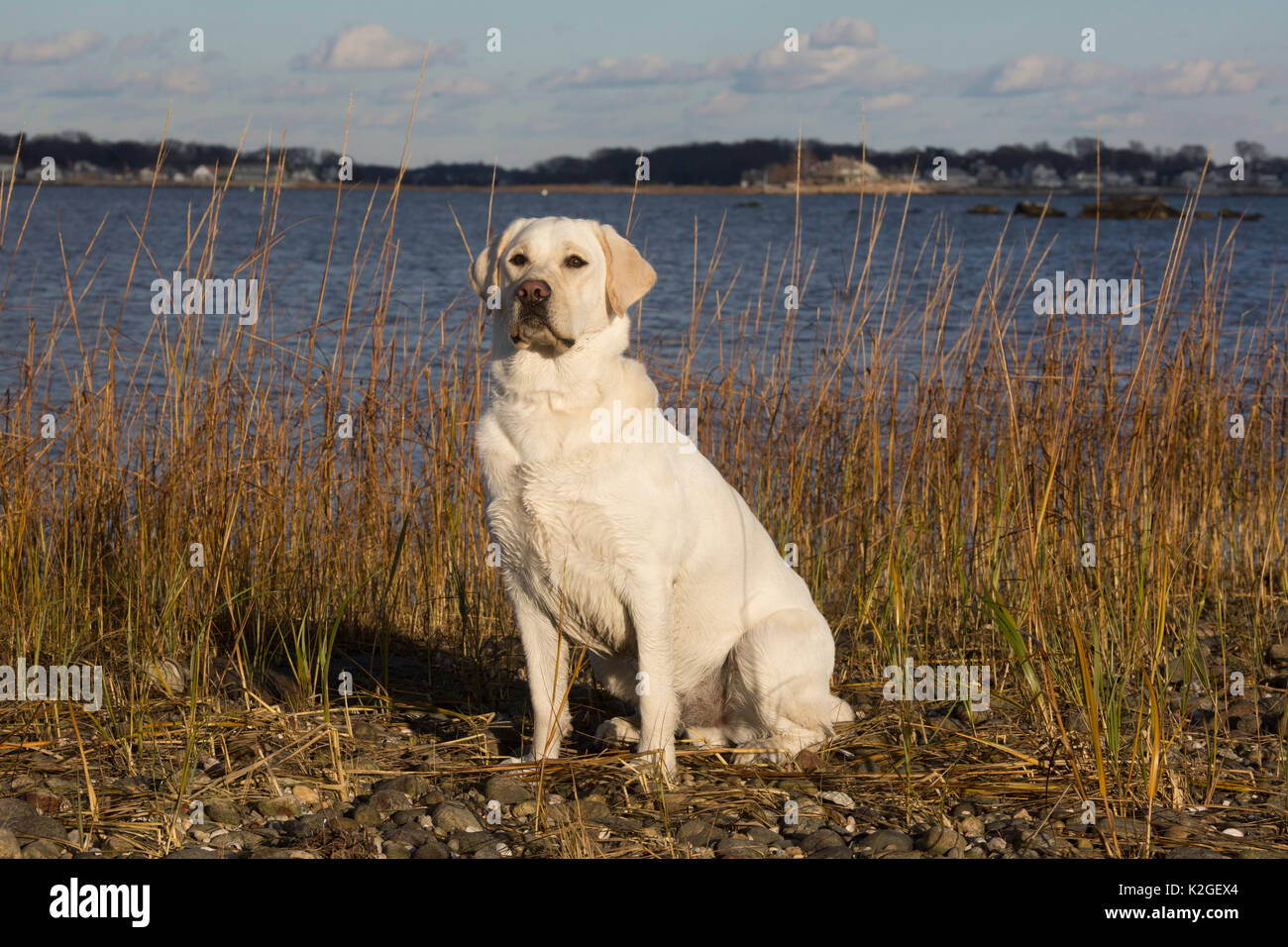 Gelbe Labrador Retriever von Tidal River in Salt Marsh, Madison, Connecticut, USA Stockfoto