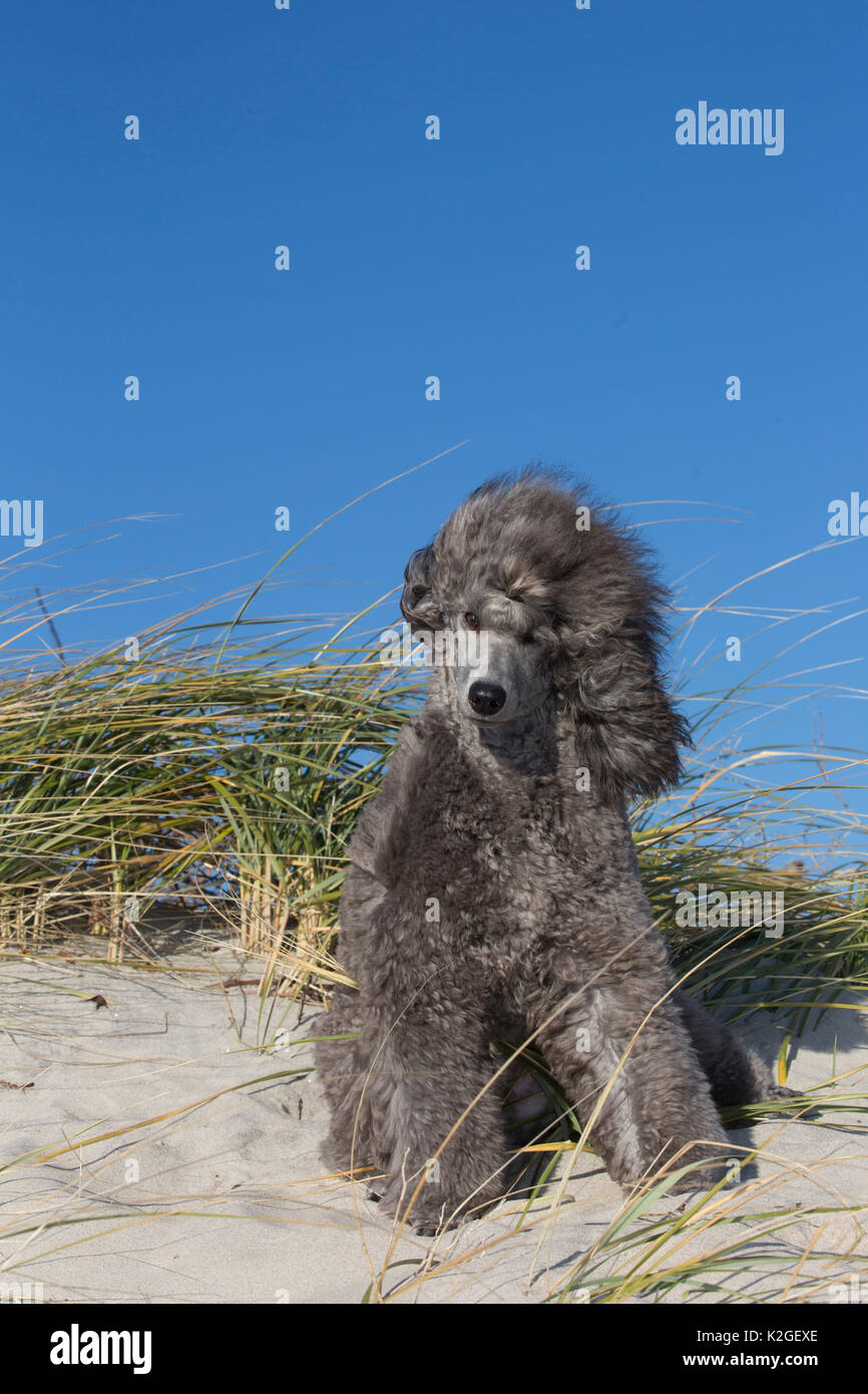 Zwergpudel windblown am Strand Dünen, Waterford, Connecticut, USA Stockfoto