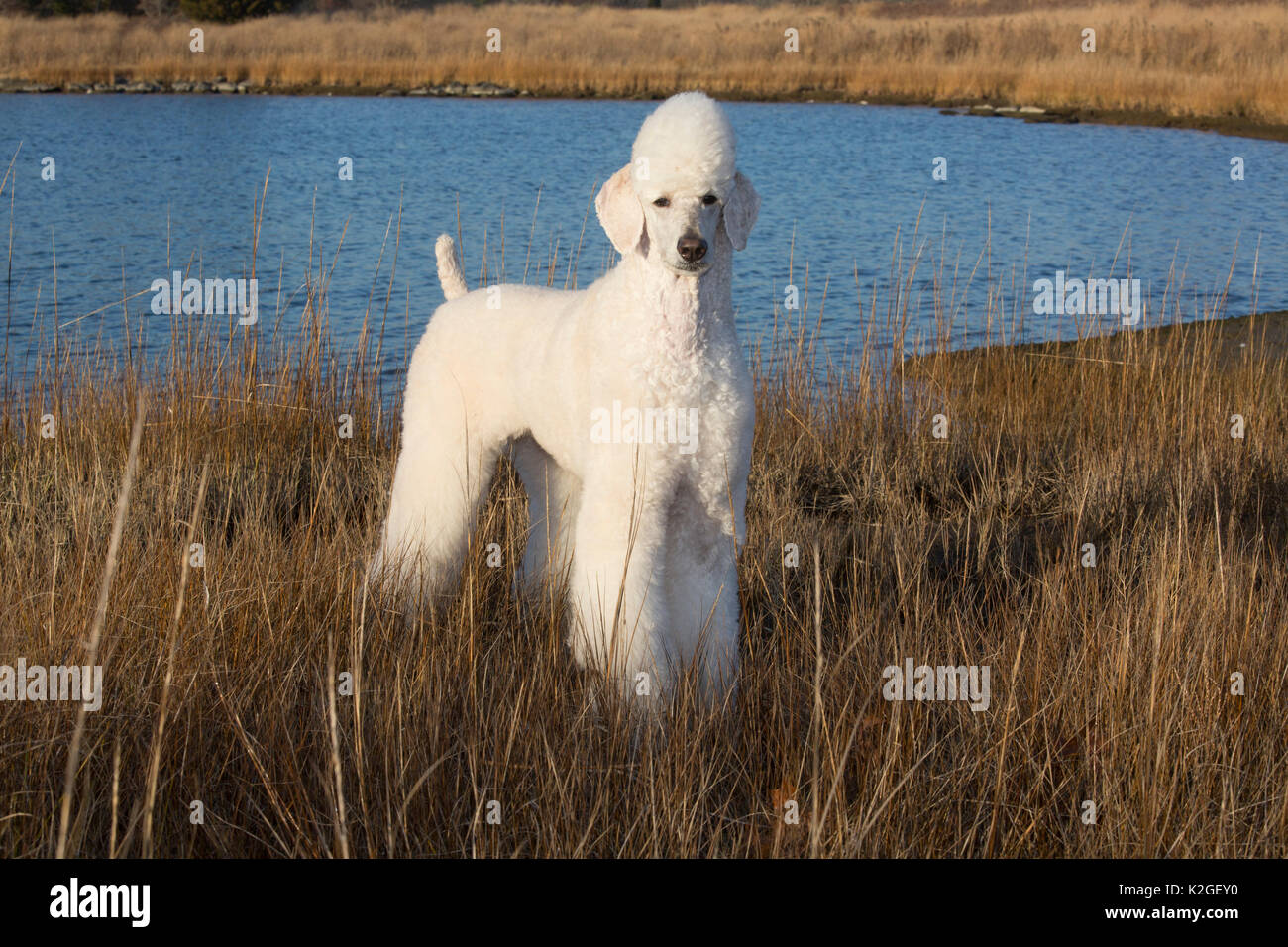 Standard Poodle in Salt Marsh, Waterford, Connecticut, USA Stockfoto