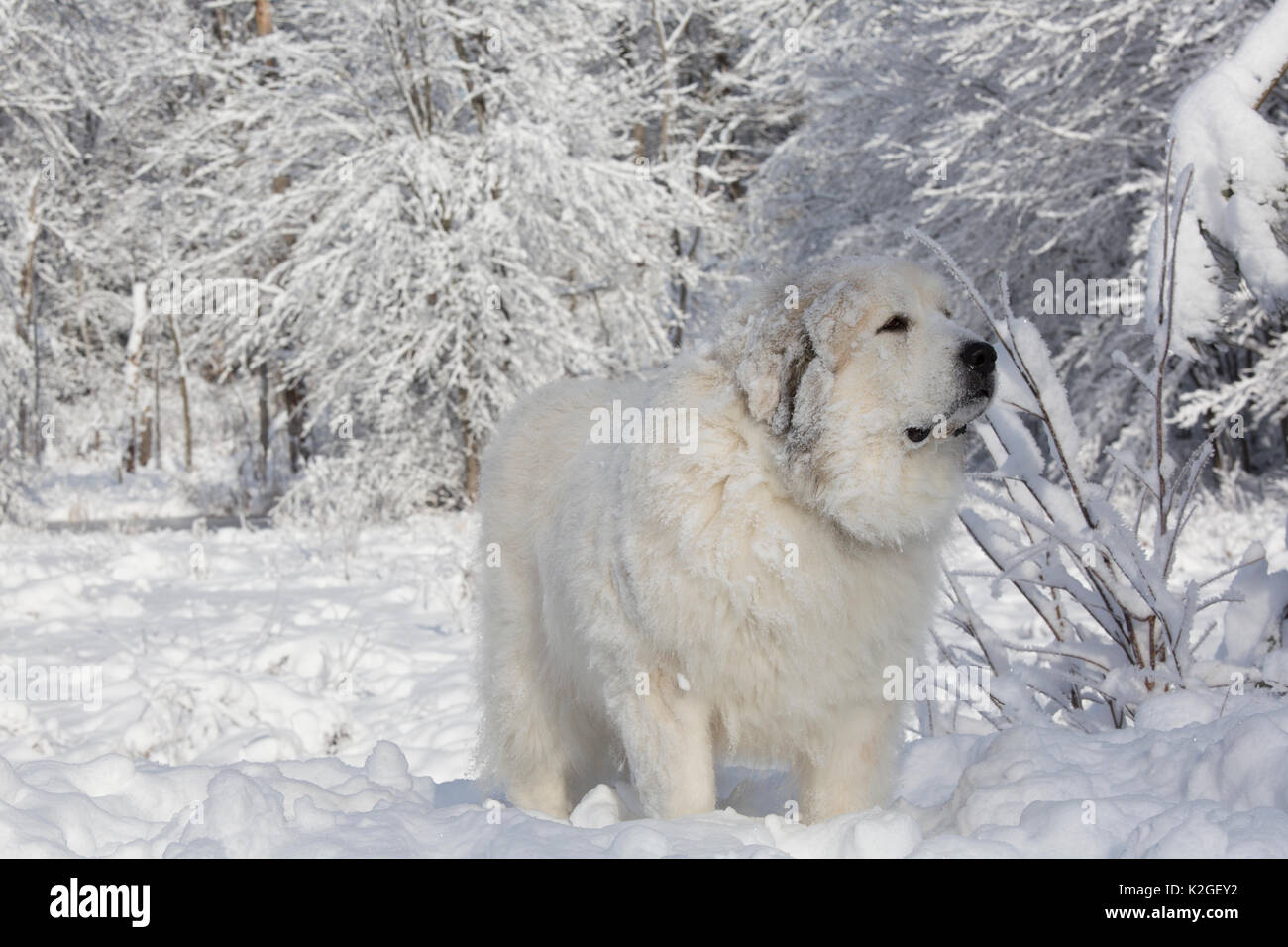 Männliche große Pyrenäen Hund im Schnee, Littleton, Massachusetts, USA Stockfoto