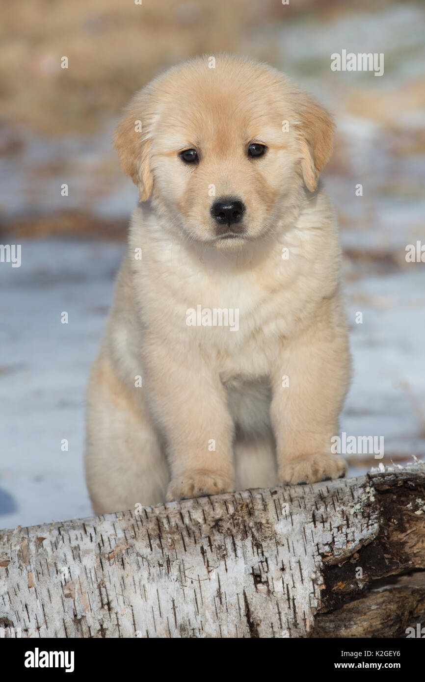 Golden Retriever Welpe, Alter 9 Wochen Anfang Januar, Spencer, Massachusetts, USA Stockfoto