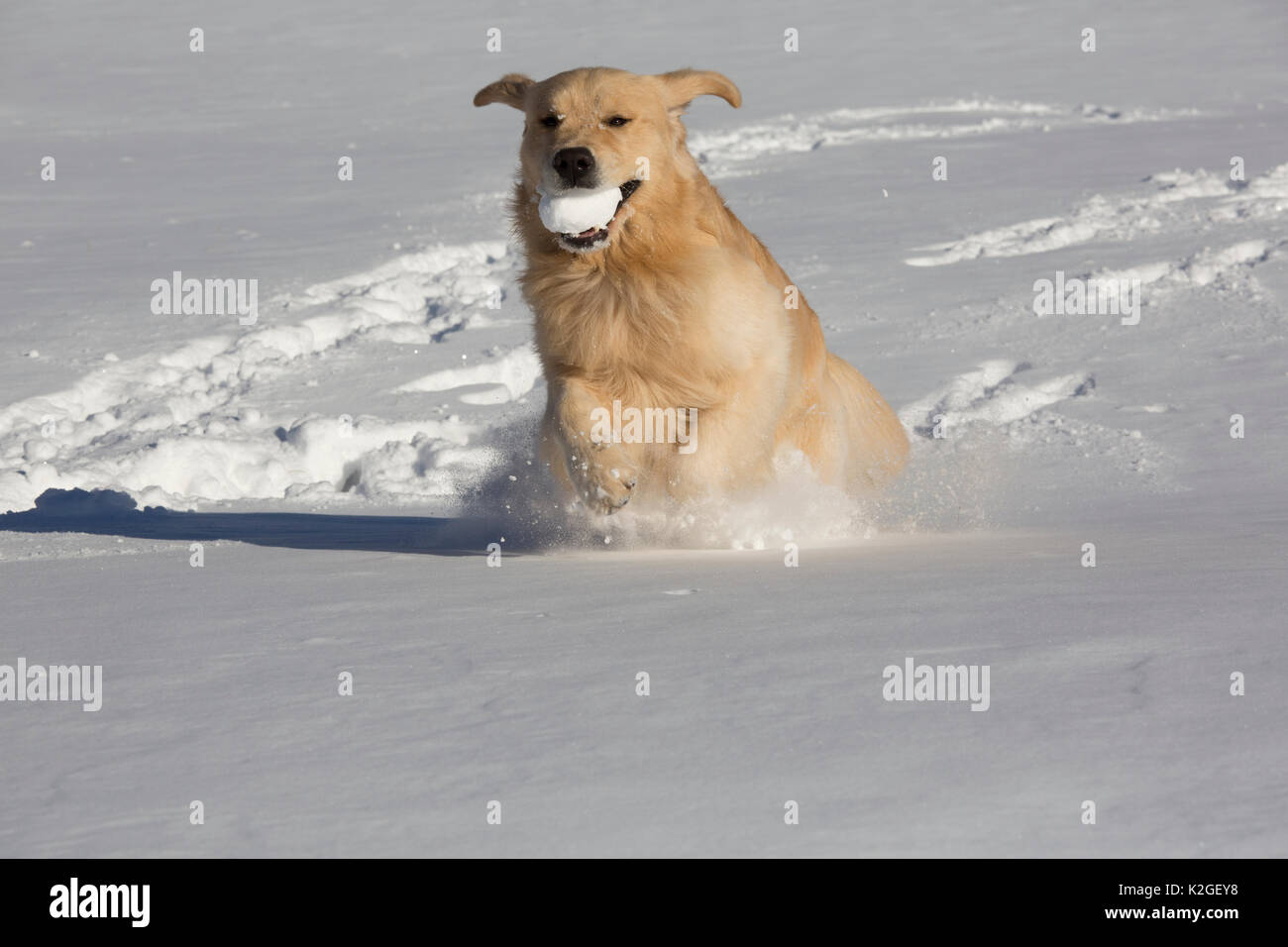 Männliche Golden Retriever mit einem Snow Ball während der Ausführung durch frischen Schnee, Franklin, Connecticut, USA Stockfoto