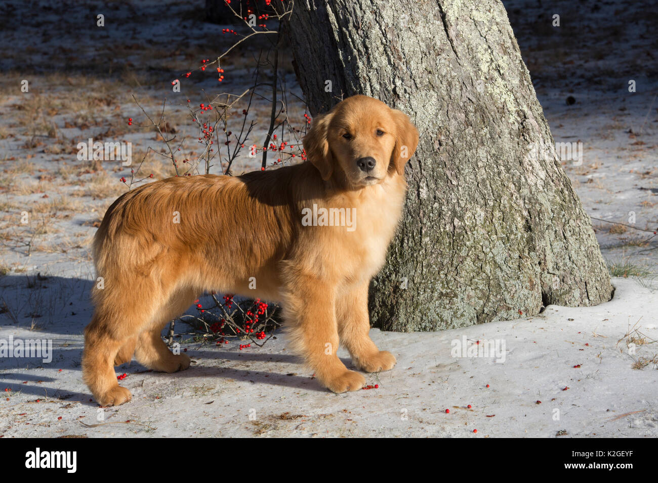 Jungen Golden Retriever, Alter 4 Monate, Anfang Januar, Spencer, Massachusetts, USA. Stockfoto